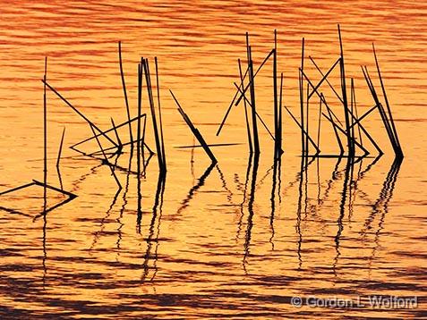 River Grass At Sunrise_DSCF01091.jpg - Photographed along the Rideau Canal Waterway near Smiths Falls, Ontario, Canada.